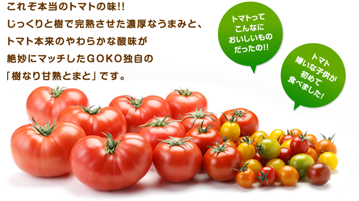 じっくりと樹で完熟させた濃厚なうまみと、トマト本来のやわらかな酸味が絶妙にマッチしたＧＯＫＯ独自の「樹なり甘熟トマト」です。