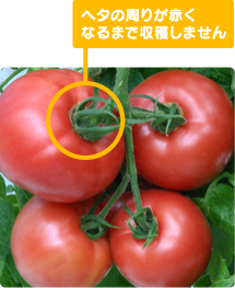 一般市場ではまずお目にかかれない樹で完熟させるトマトです。