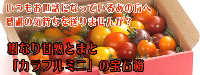 GOKO樹なり甘熟とまと『カラフルミニ』の宝石箱